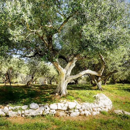 阿雷廷公寓酒店 3* 干尼亞