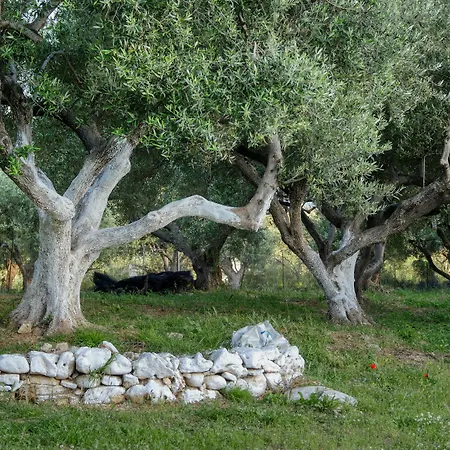 Lägenhetshotell Areti 3*